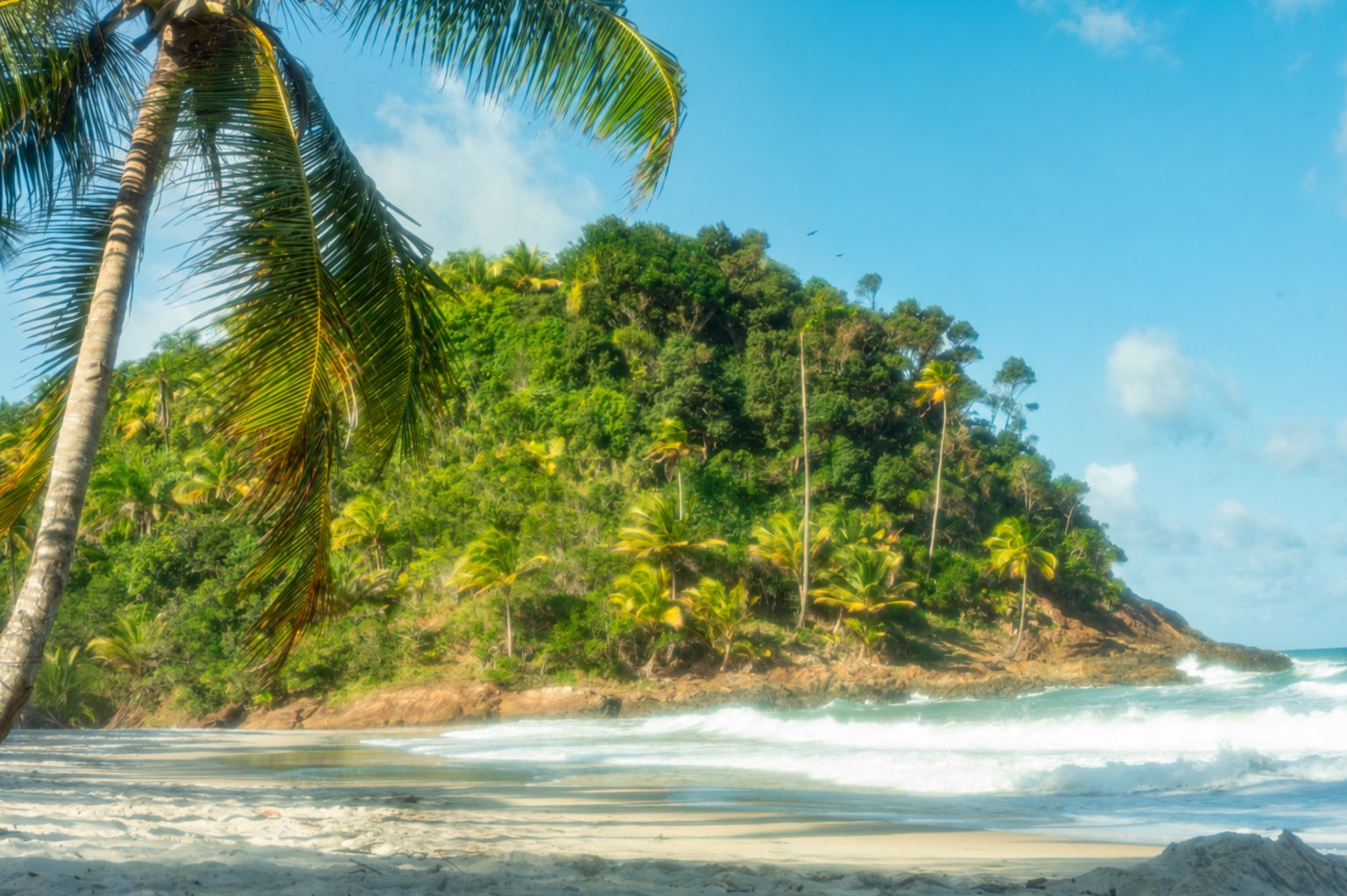 A quiet beach in Bahia: a palm leaning over pale sand, a green headland and white surf